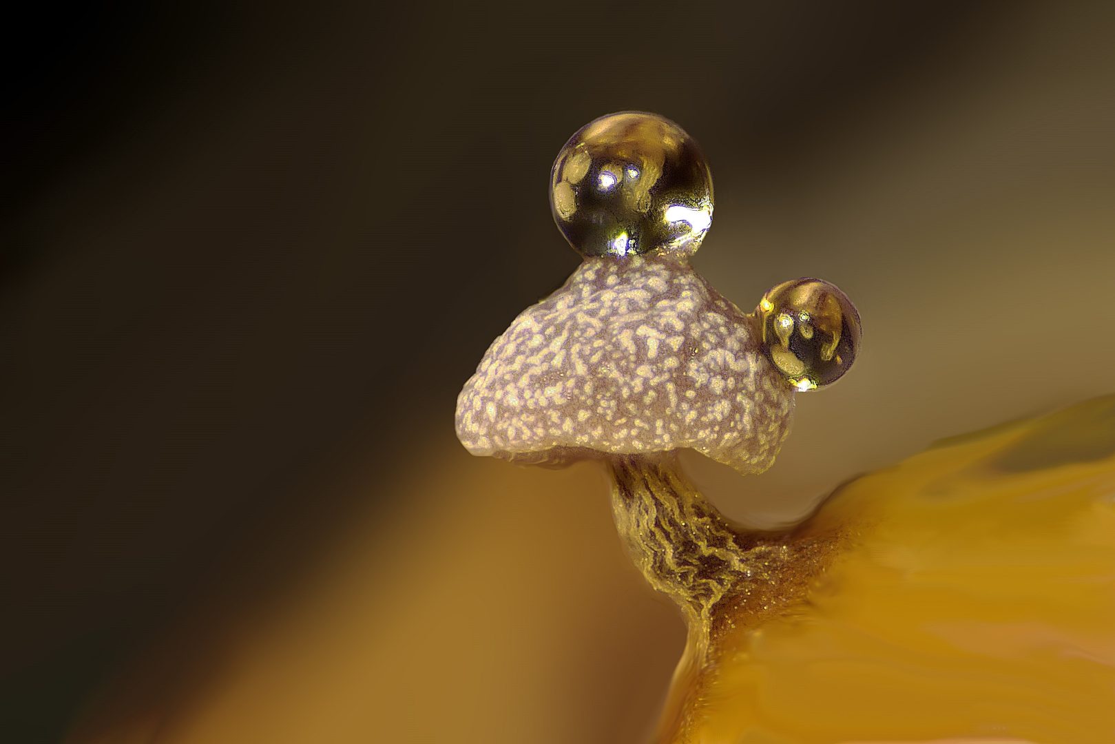 nikon small world 2024