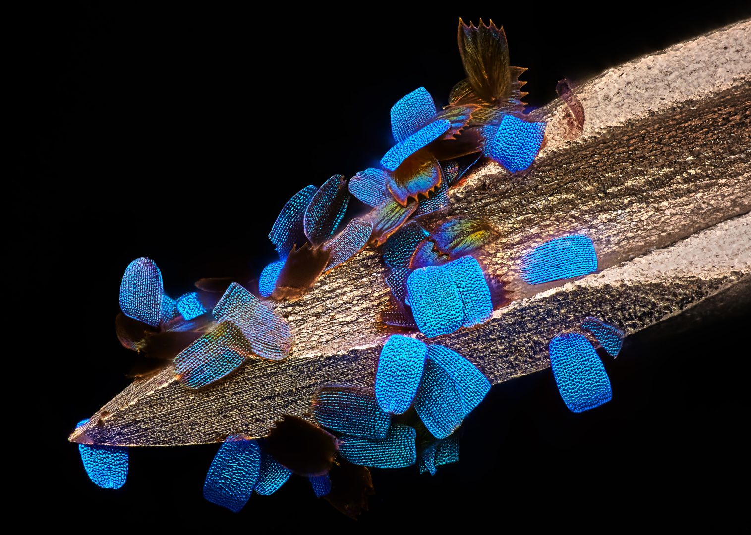 nikon small world 2024