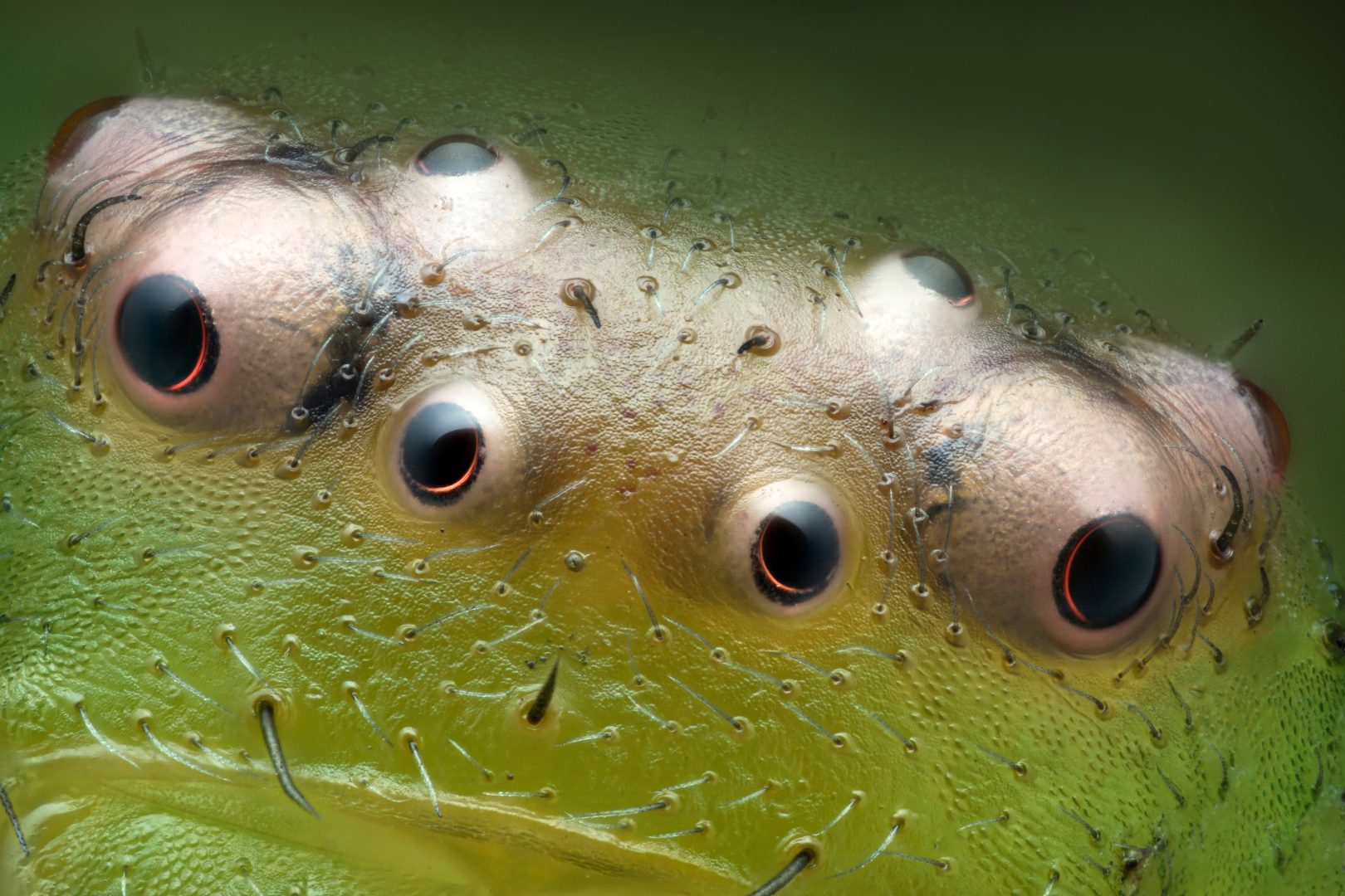 nikon small world 2024