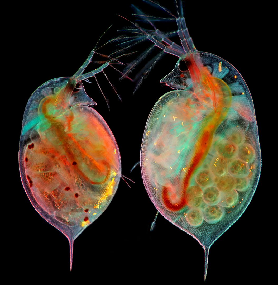 nikon small world 2024