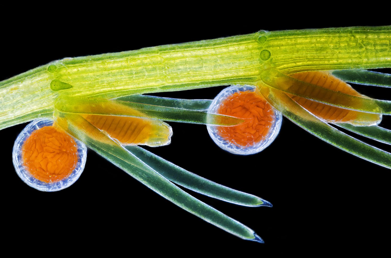 nikon small world 2024