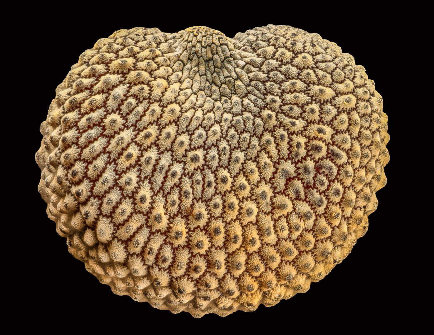 nikon small world 2024