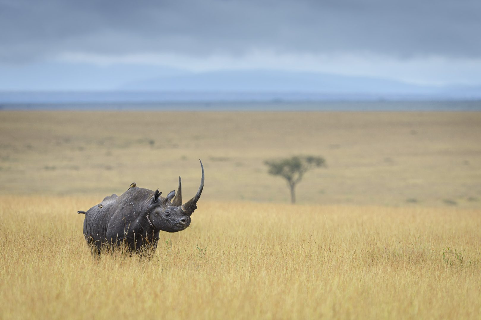 I photograph wildlife for a living and these are my tips for taking award-winning images David Lloyd rhino