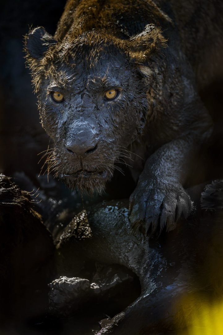 I photograph wildlife for a living and these are my tips for taking award-winning images David Lloyd lion