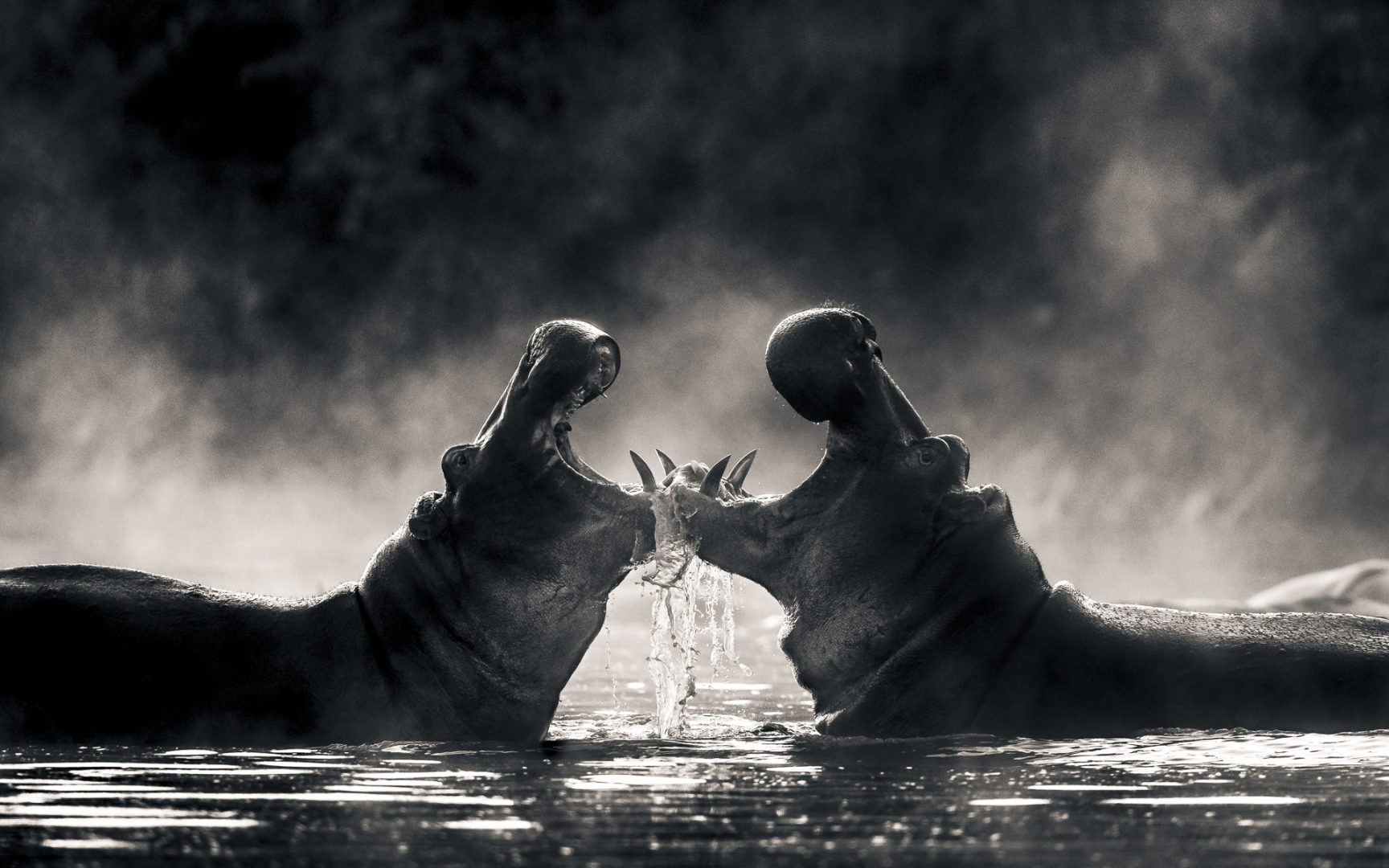 I photograph wildlife for a living and these are my tips for taking award-winning images David Lloyd hippos