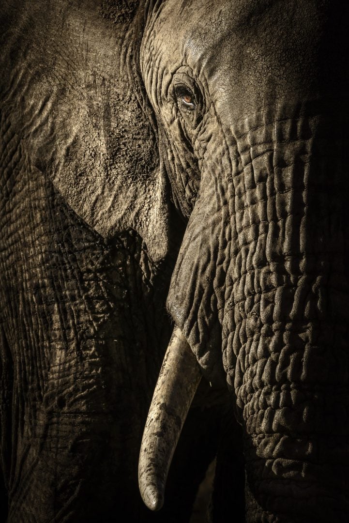 I photograph wildlife for a living and these are my tips for taking award-winning images David Lloyd elephant