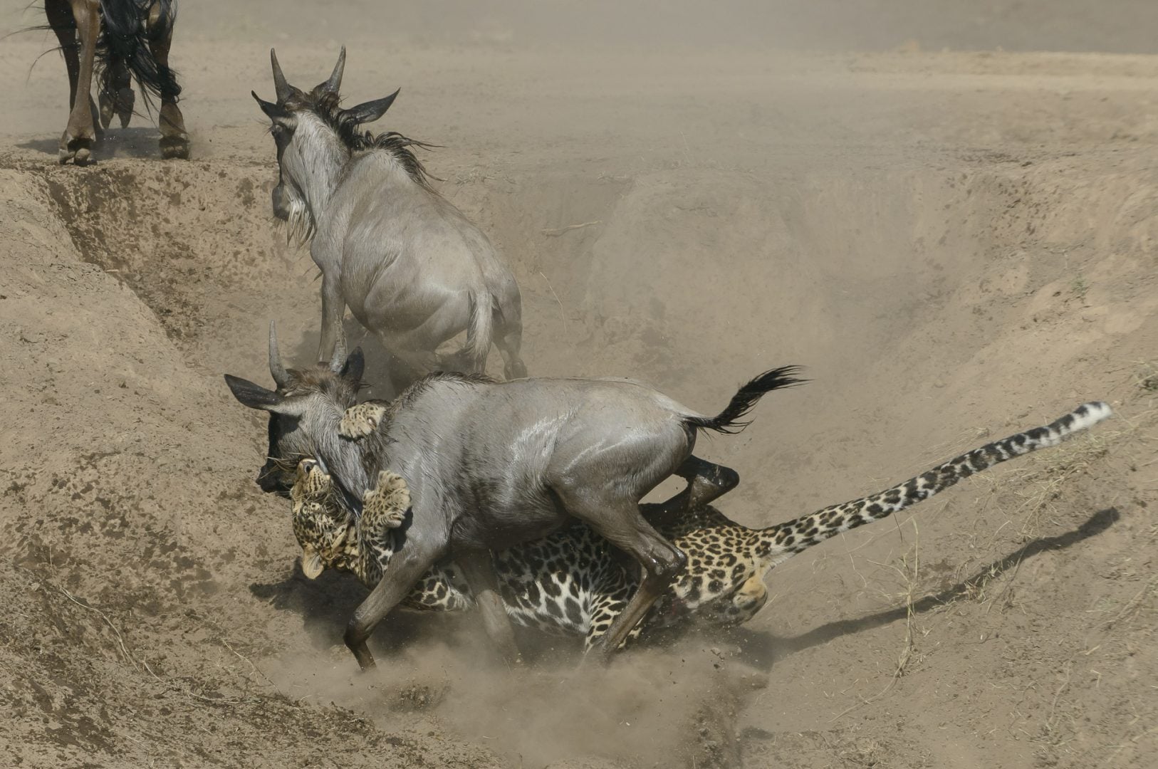 I photograph wildlife for a living and these are my tips for taking award-winning images David Lloyd 