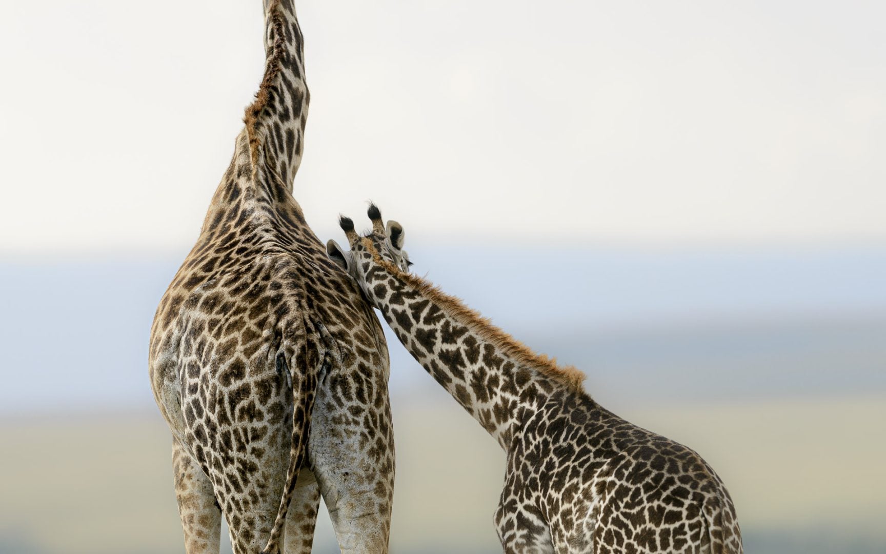 I photograph wildlife for a living and these are my tips for taking award-winning images David Lloyd giraffe