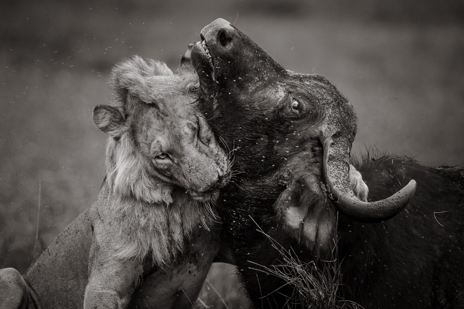 I photograph wildlife for a living and these are my tips for taking award-winning images David Lloyd lion