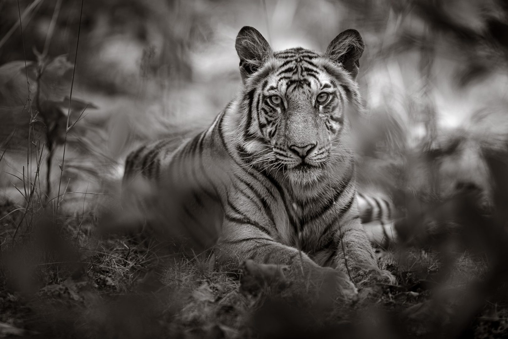 I photograph wildlife for a living and these are my tips for taking award-winning images David Lloyd tiger