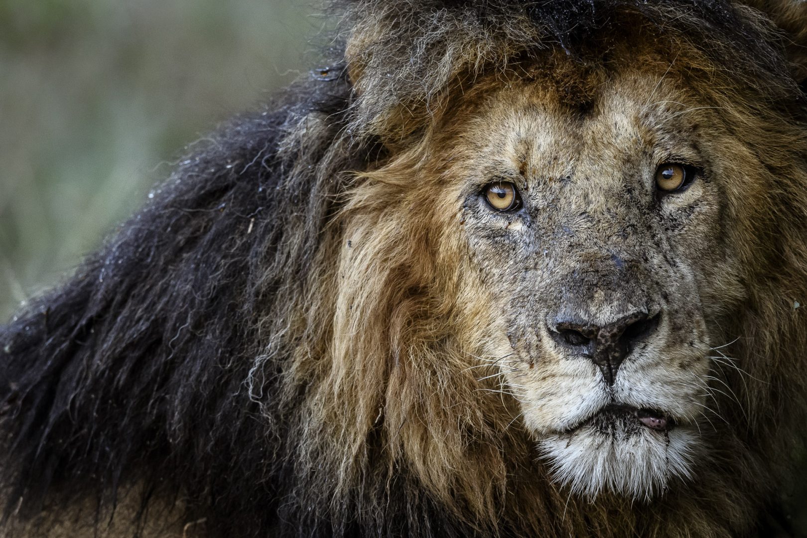 I photograph wildlife for a living and these are my tips for taking award-winning images David Lloyd lion