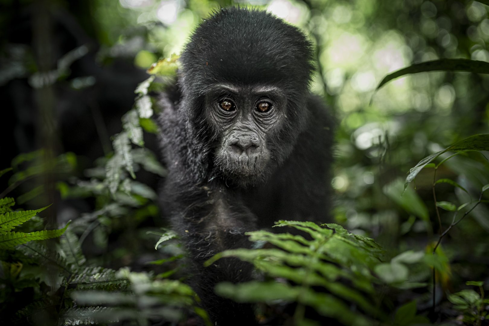 I photograph wildlife for a living and these are my tips for taking award-winning images David Lloyd gorilla