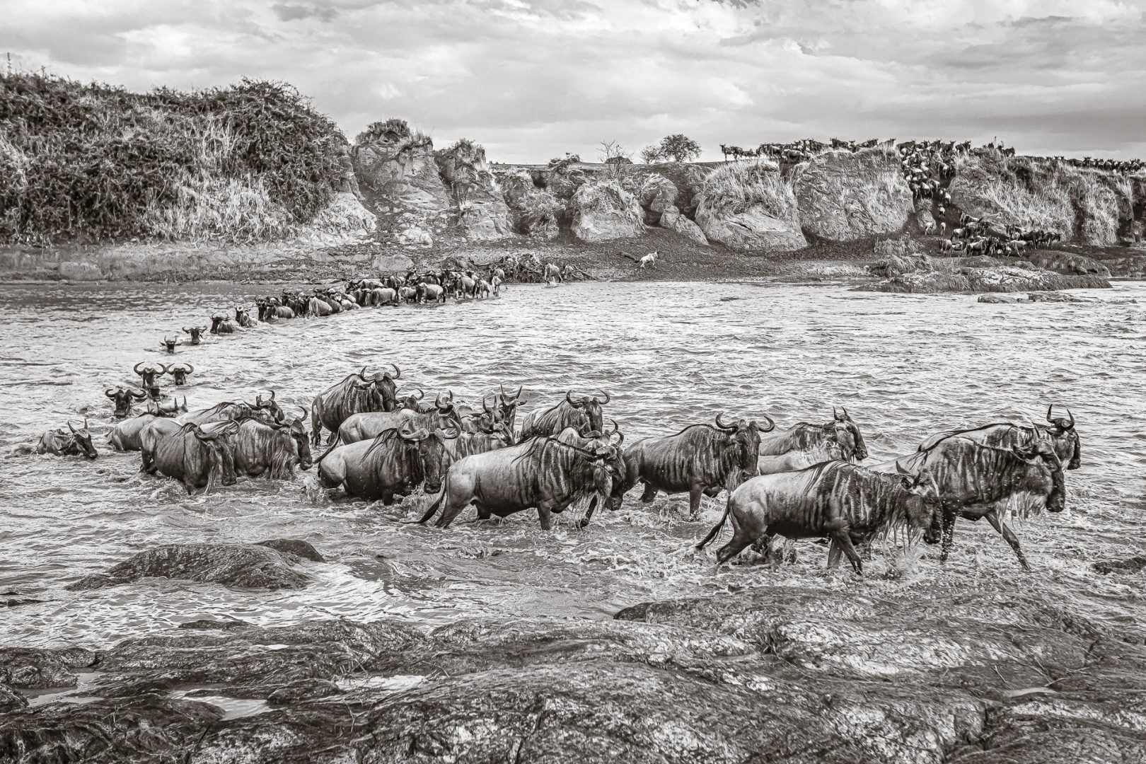 I photograph wildlife for a living and these are my tips for taking award-winning images David Lloyd 