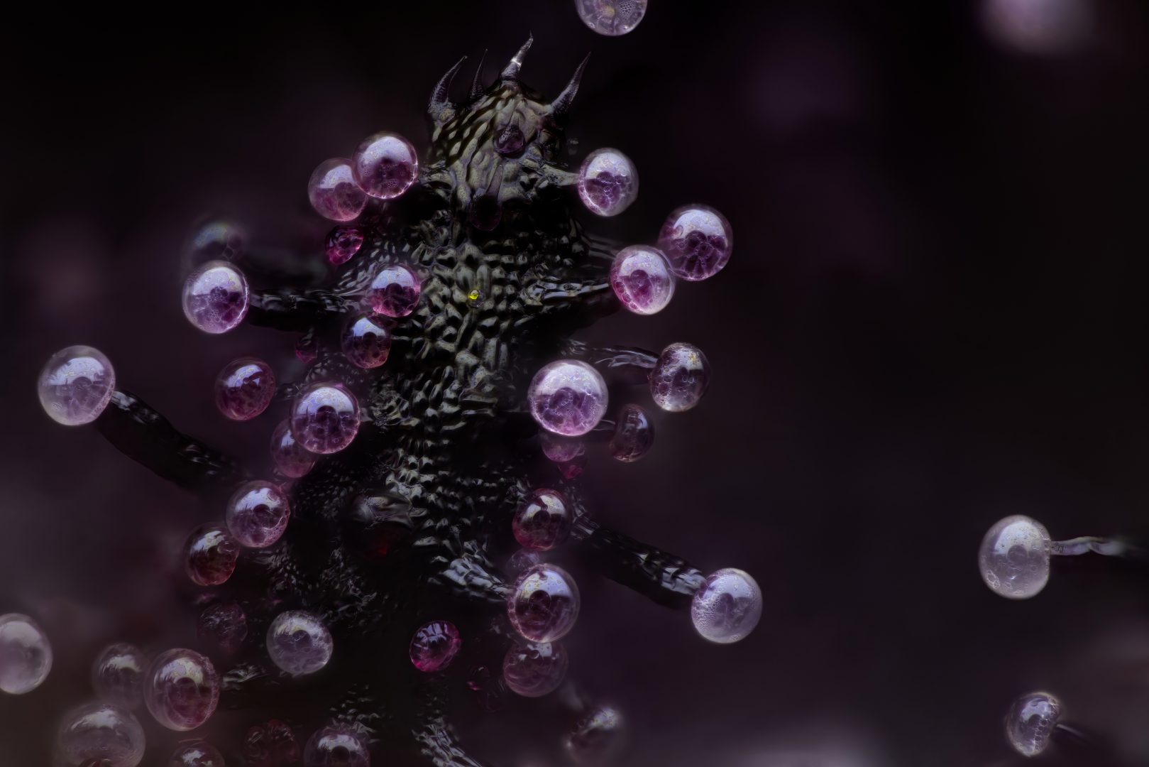 nikon small world 2024