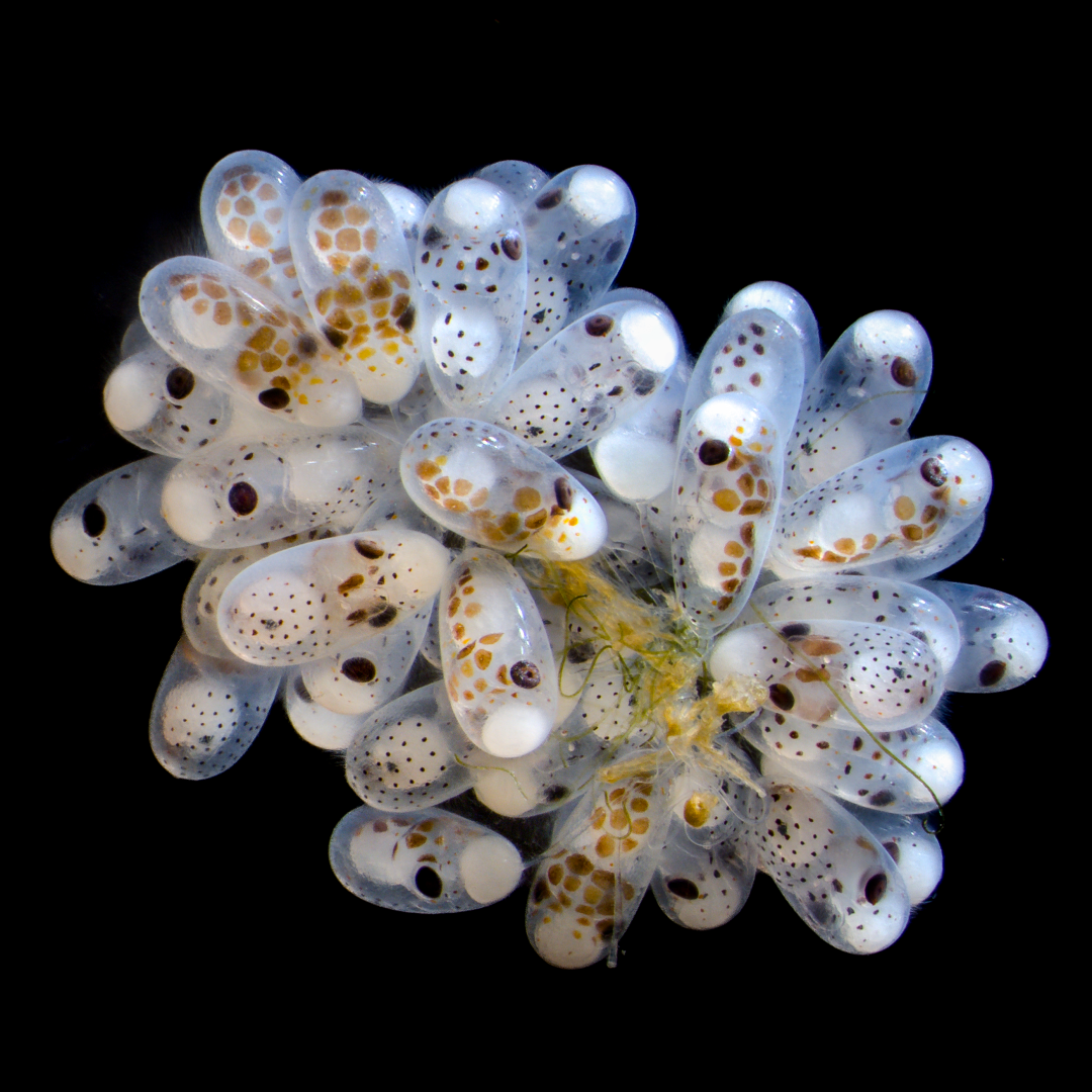 nikon small world 2024