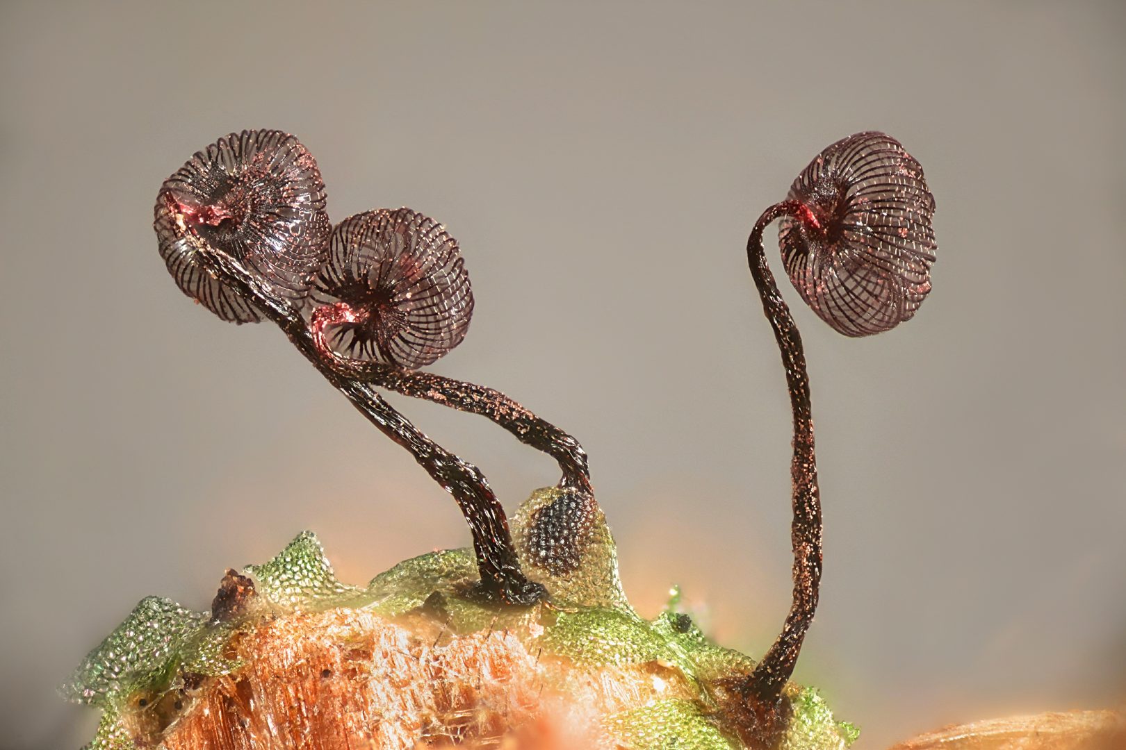 nikon small world 2024