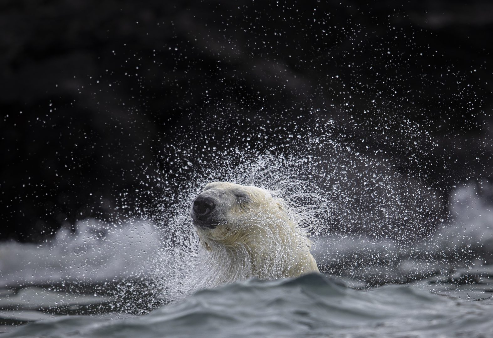 best photos of arctic and antarctica