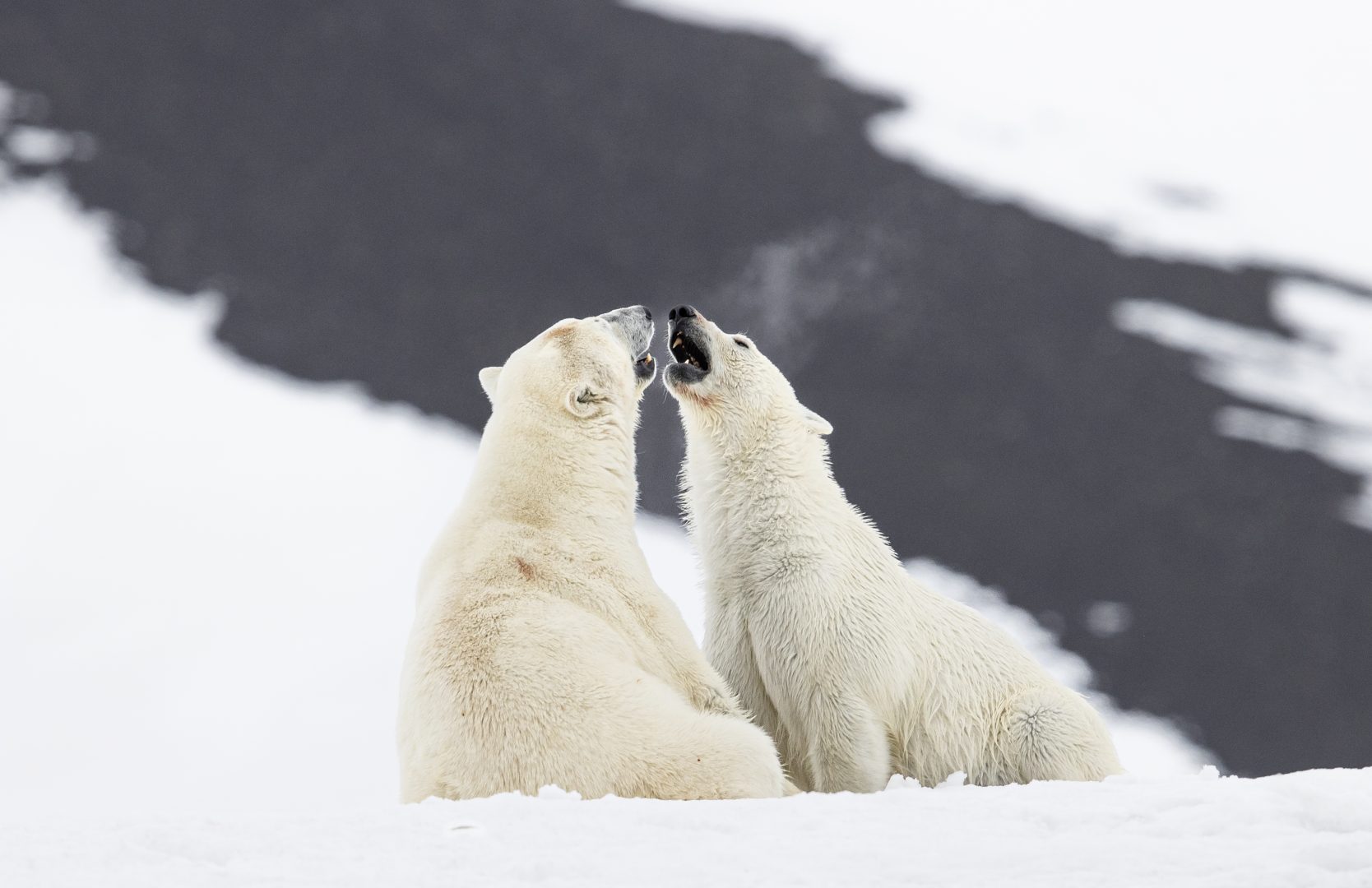 best photos of arctic and antarctica
