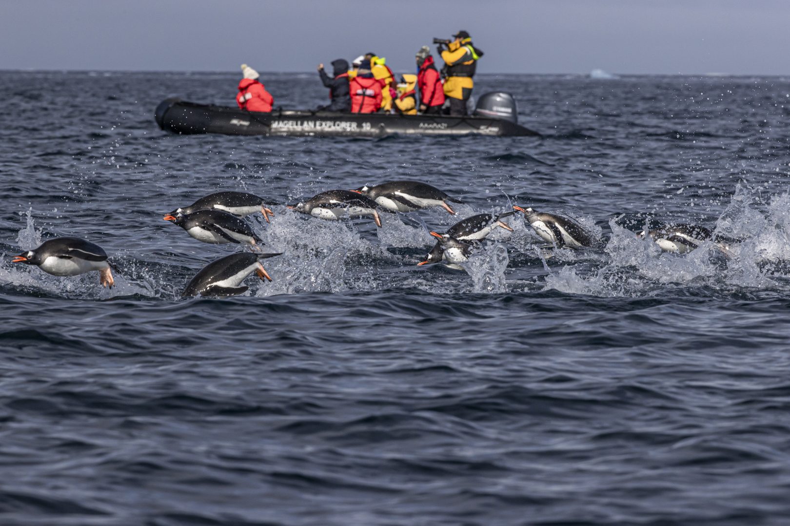 best photos of arctic and antarctica