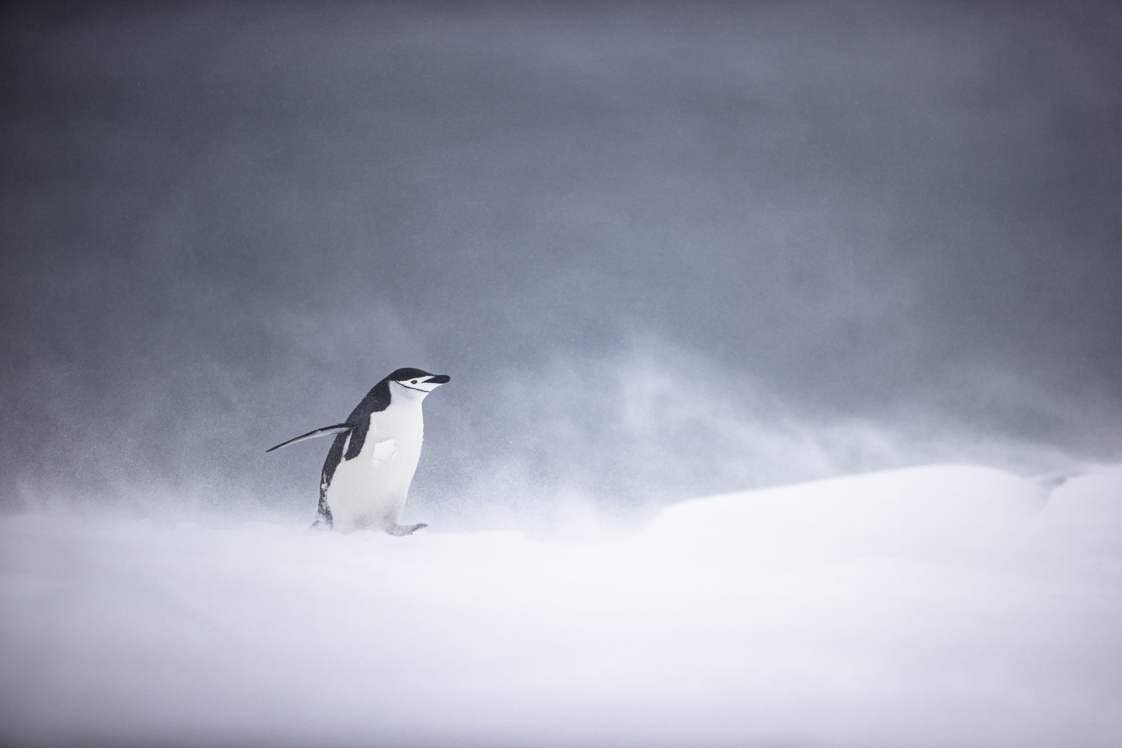best photos of arctic and antarctica