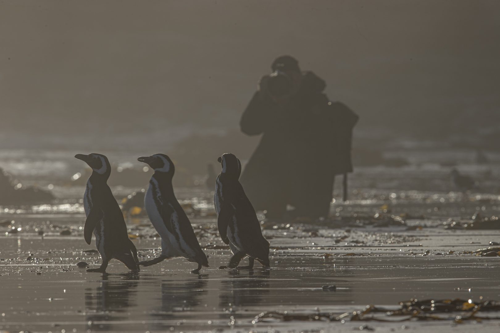 best photos of arctic and antarctica