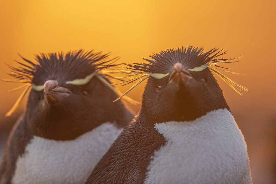best photos of arctic and antarctica