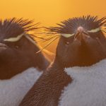 best photos of arctic and antarctica