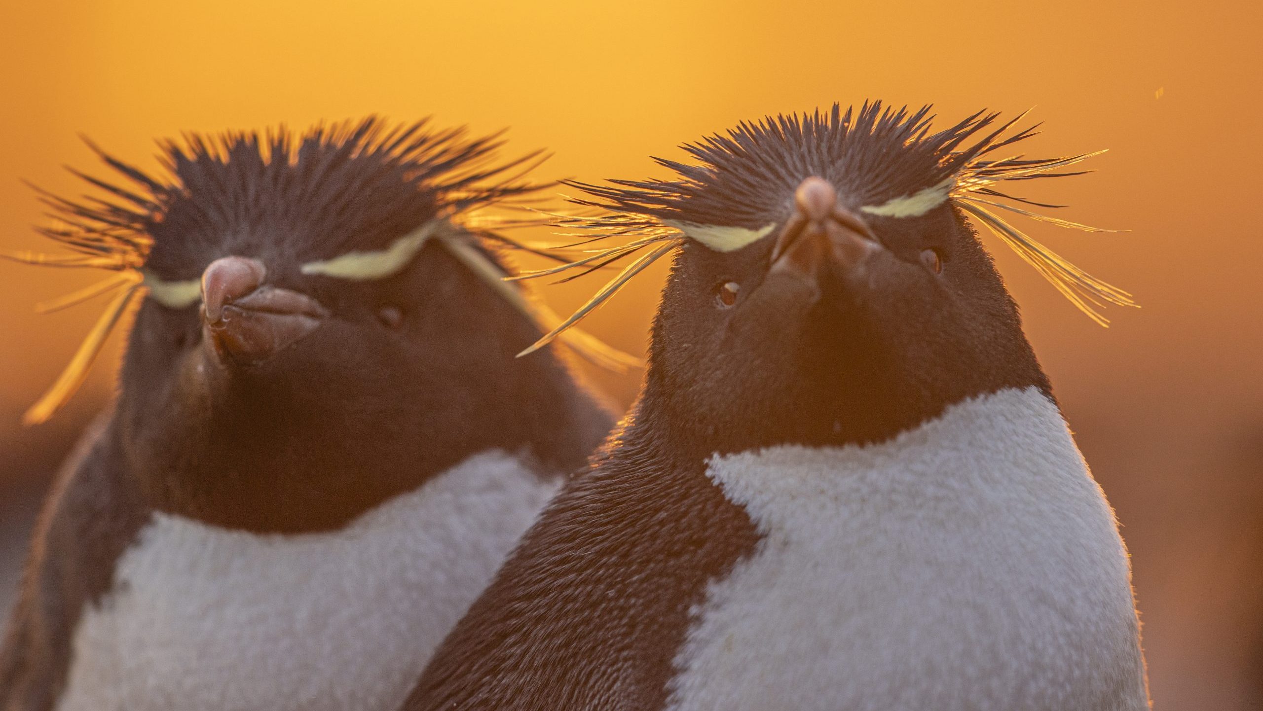 best photos of arctic and antarctica