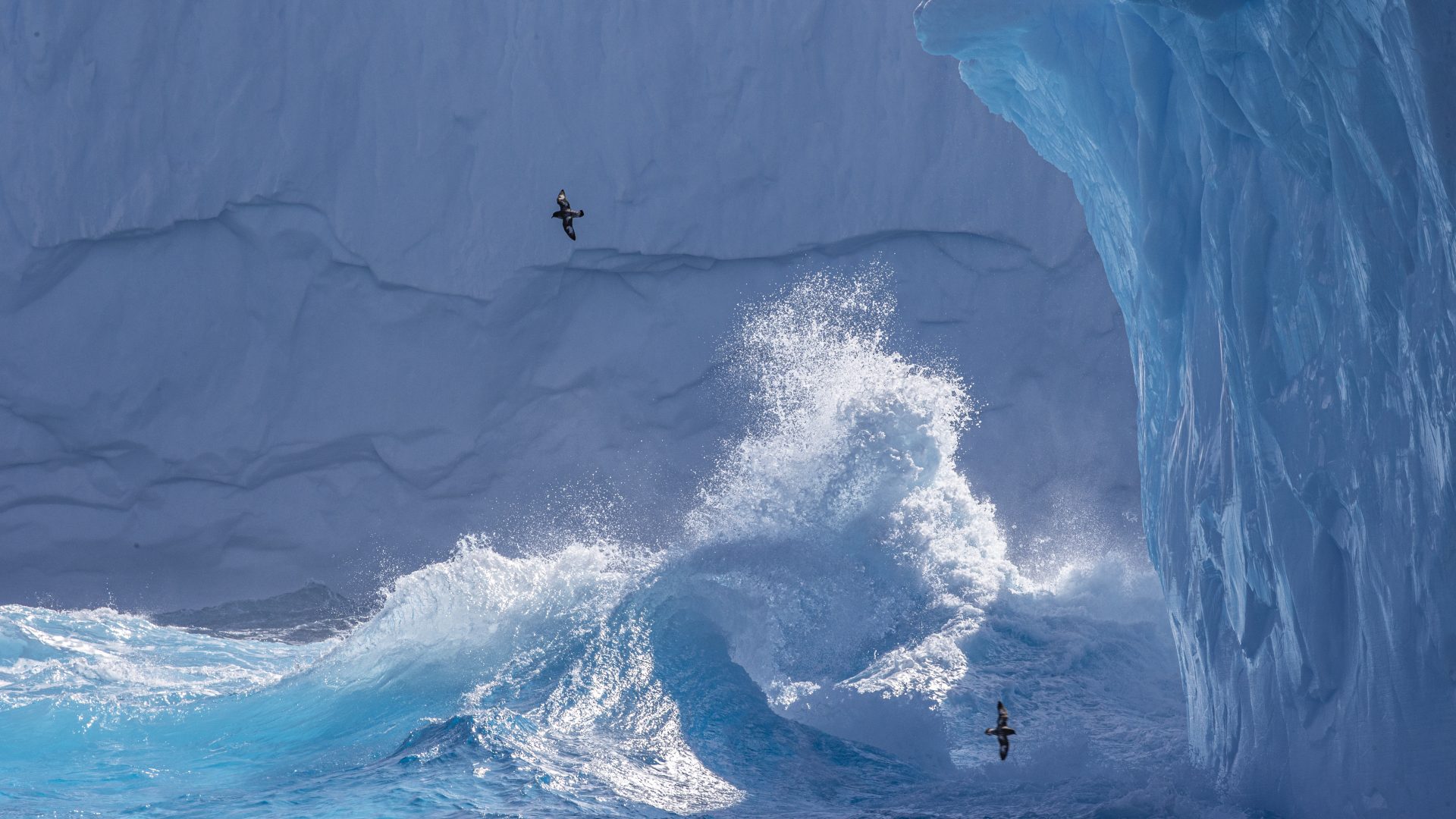 best photos of arctic and antarctica