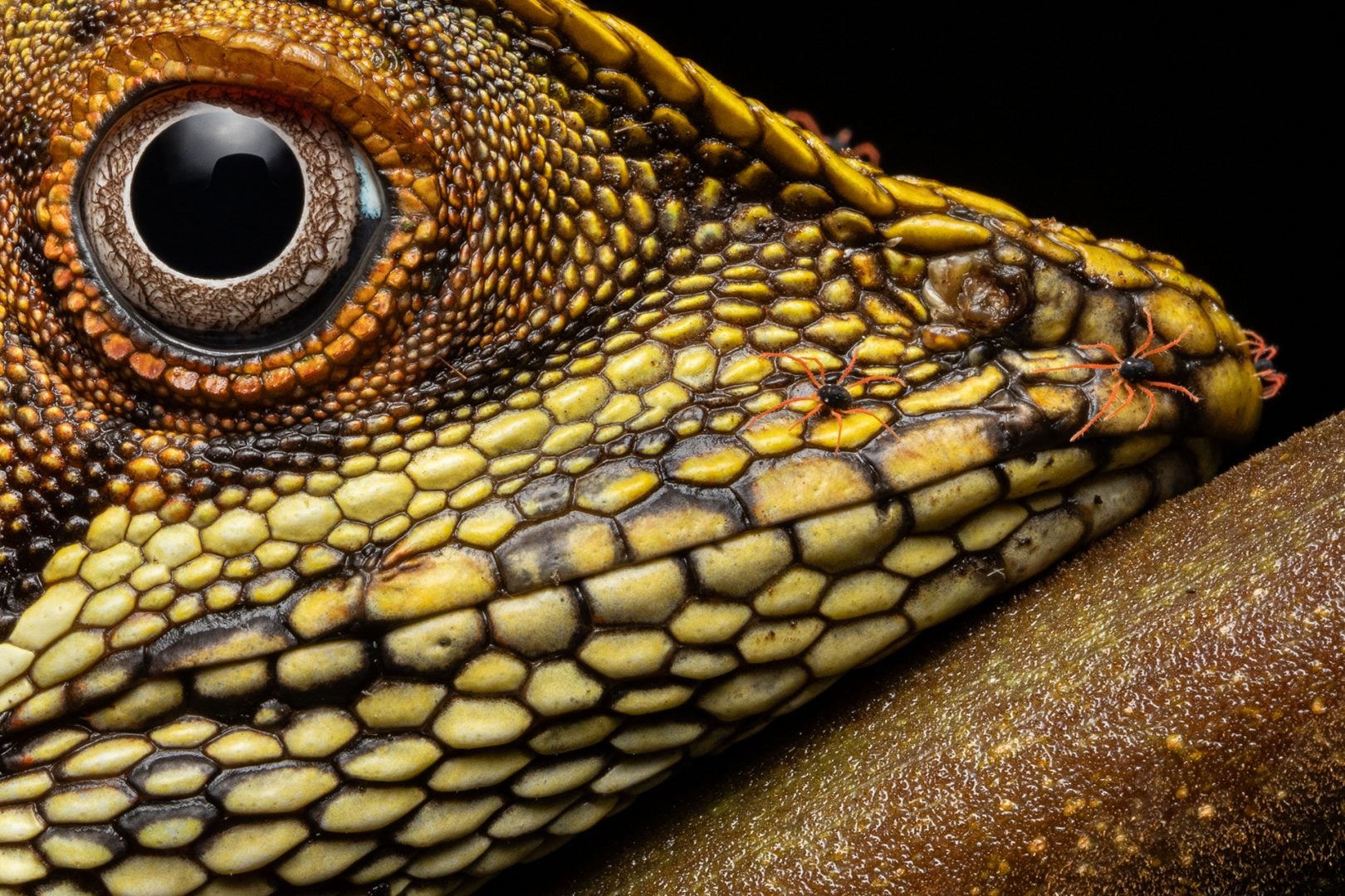 close-up photographer of the year 2024