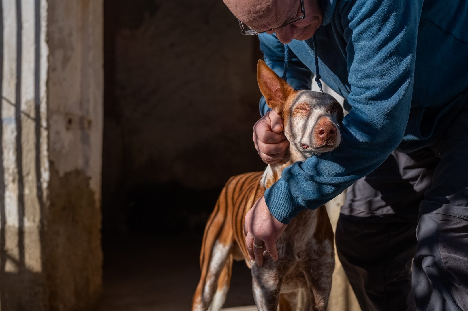 Dog Photography Award 2024 winning photos