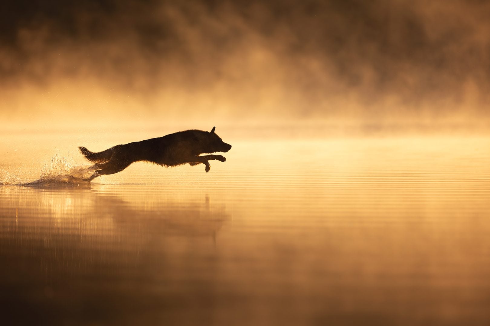 Dog Photography Award 2024 winning photos