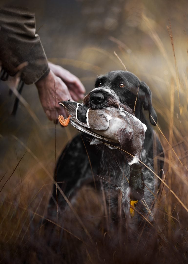 Dog Photography Award 2024 winning photos