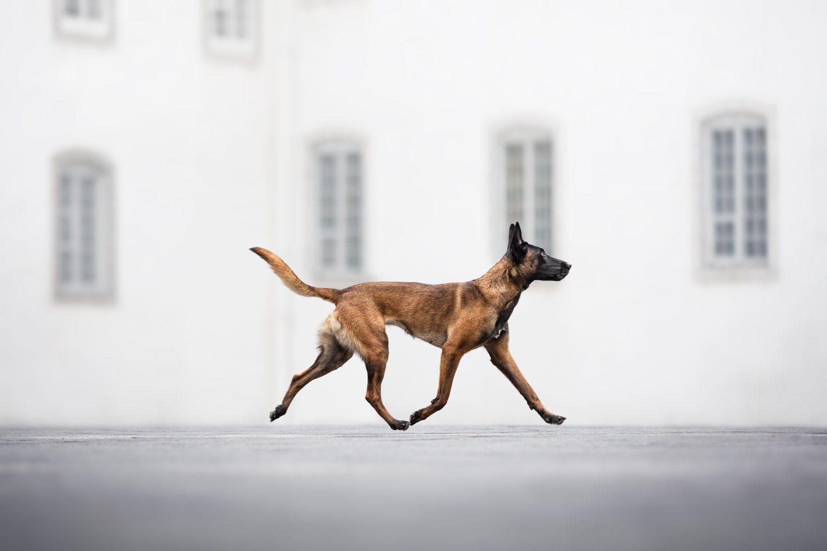 Dog Photography Award 2024 winning photos