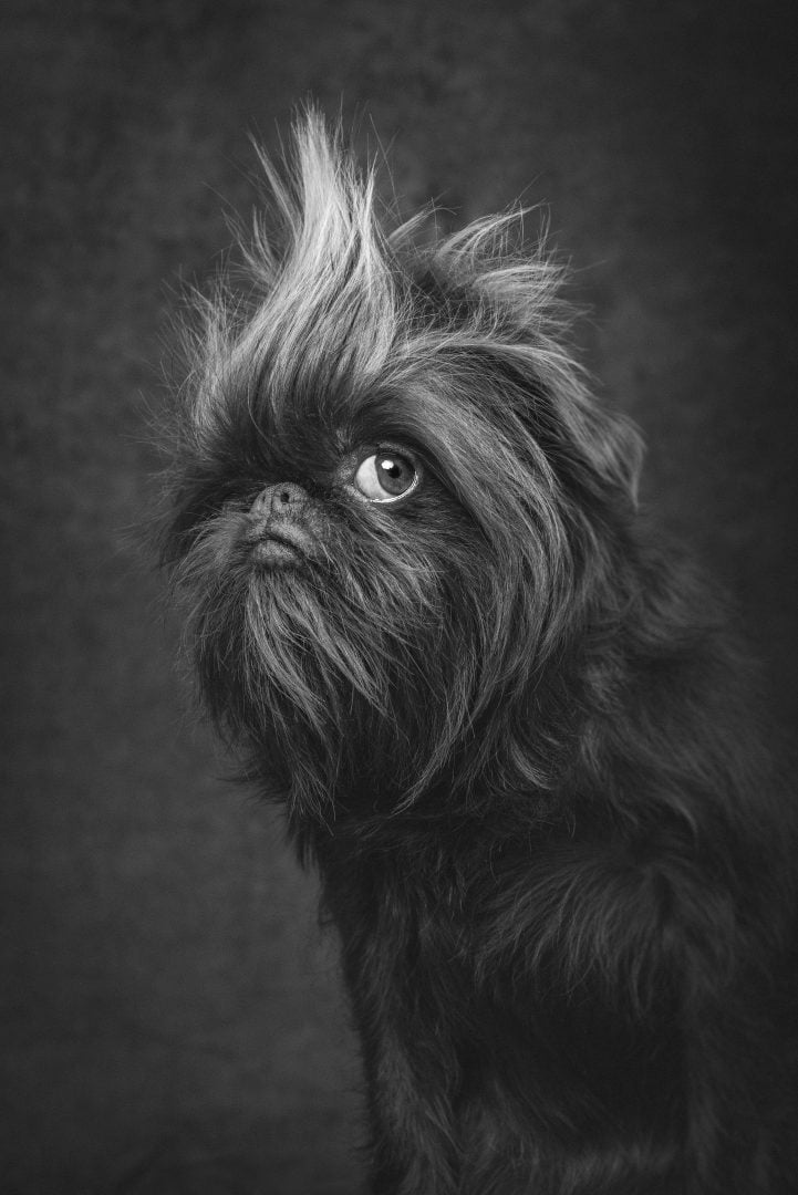 Dog Photography Award 2024 winning photos