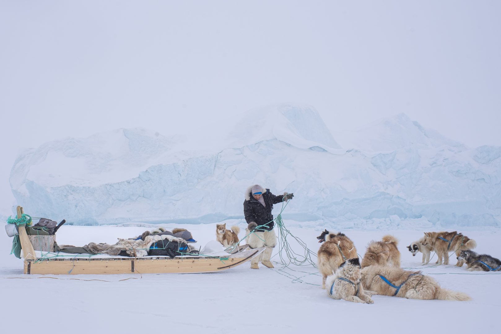 Dog Photography Award 2024 winning photos