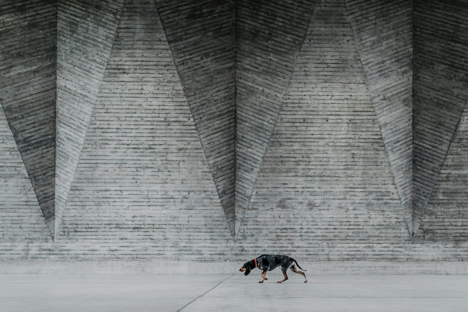Dog Photography Award 2024 winning photos