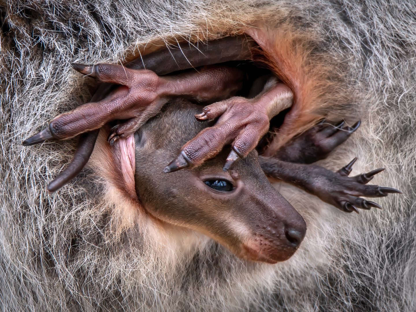 close-up photographer of the year 2024