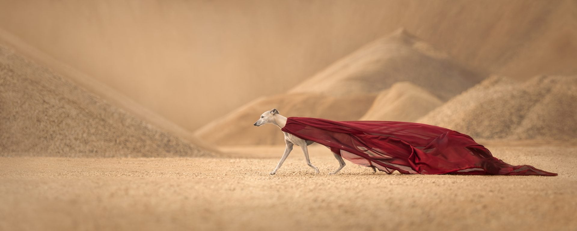 Dog Photography Award 2024 winning photos