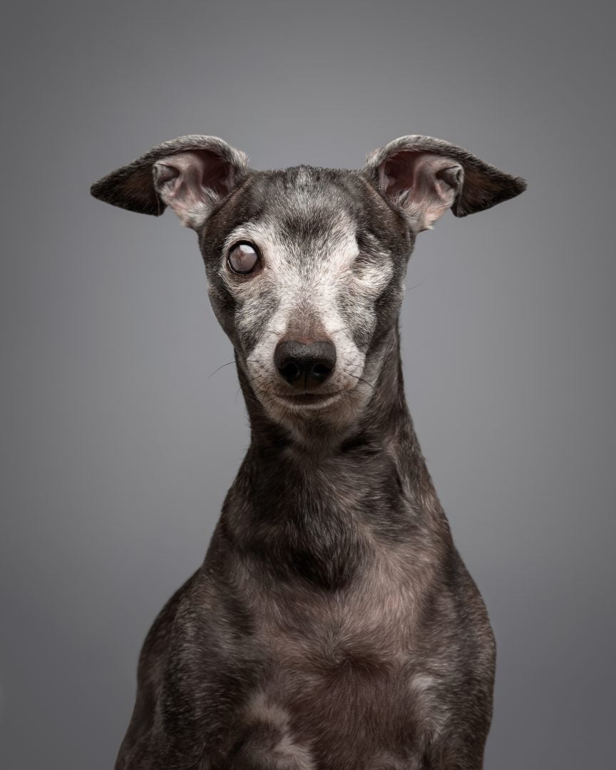 Dog Photography Award 2024 winning photos