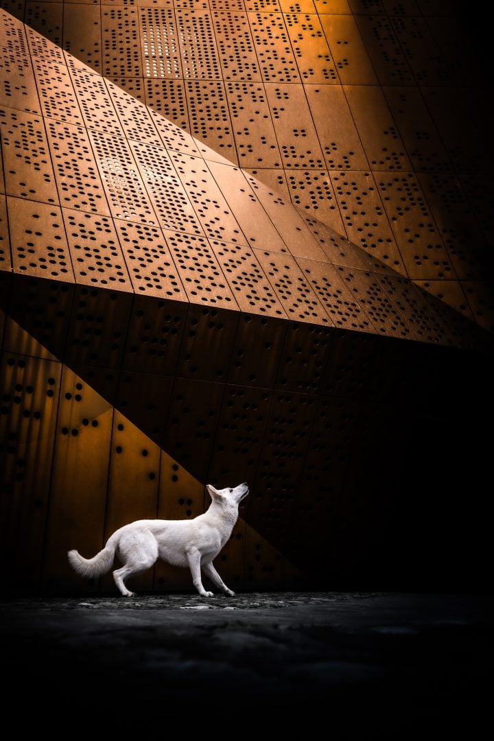 Dog Photography Award 2024 winning photos