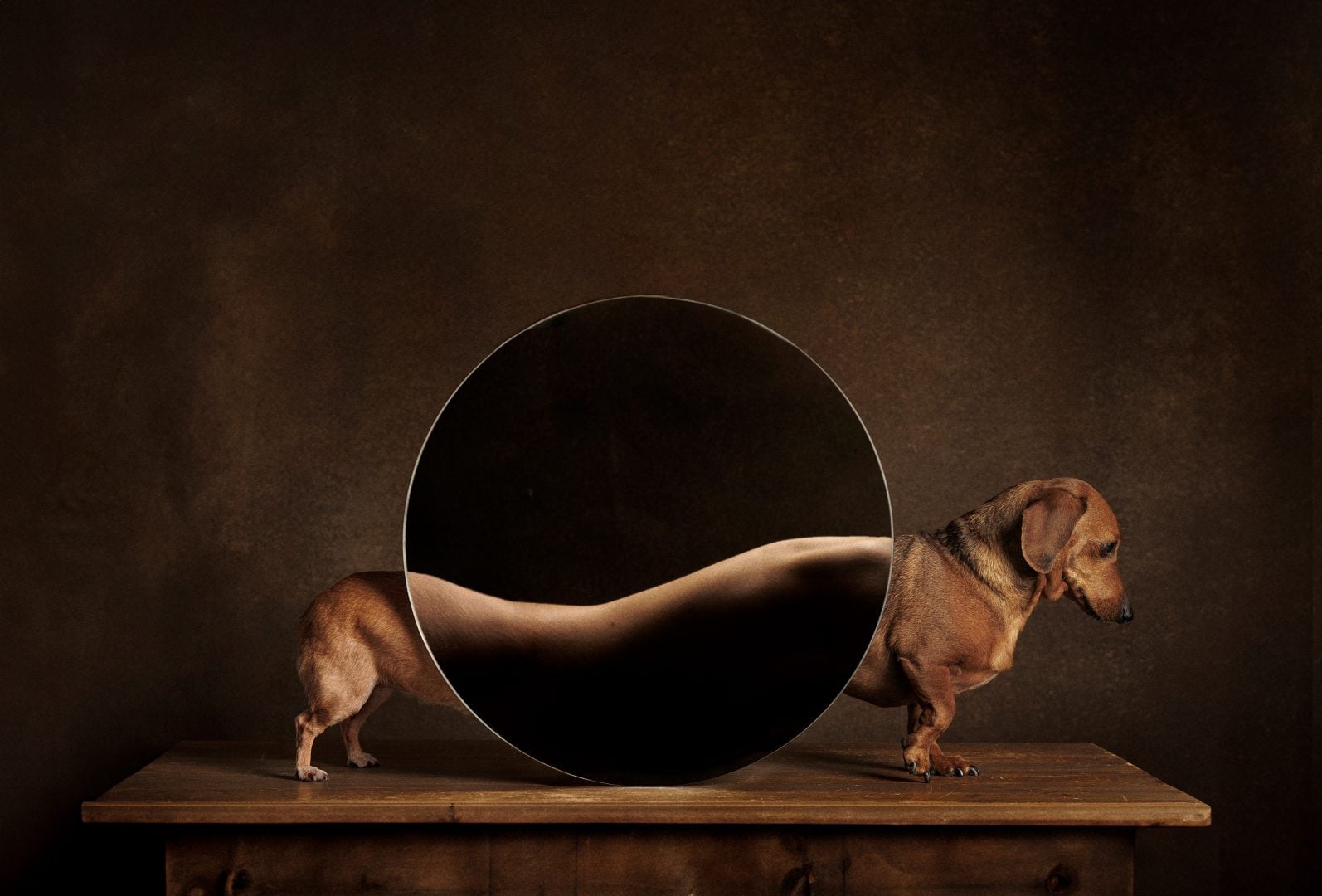 Dog Photography Award 2024 winning photos