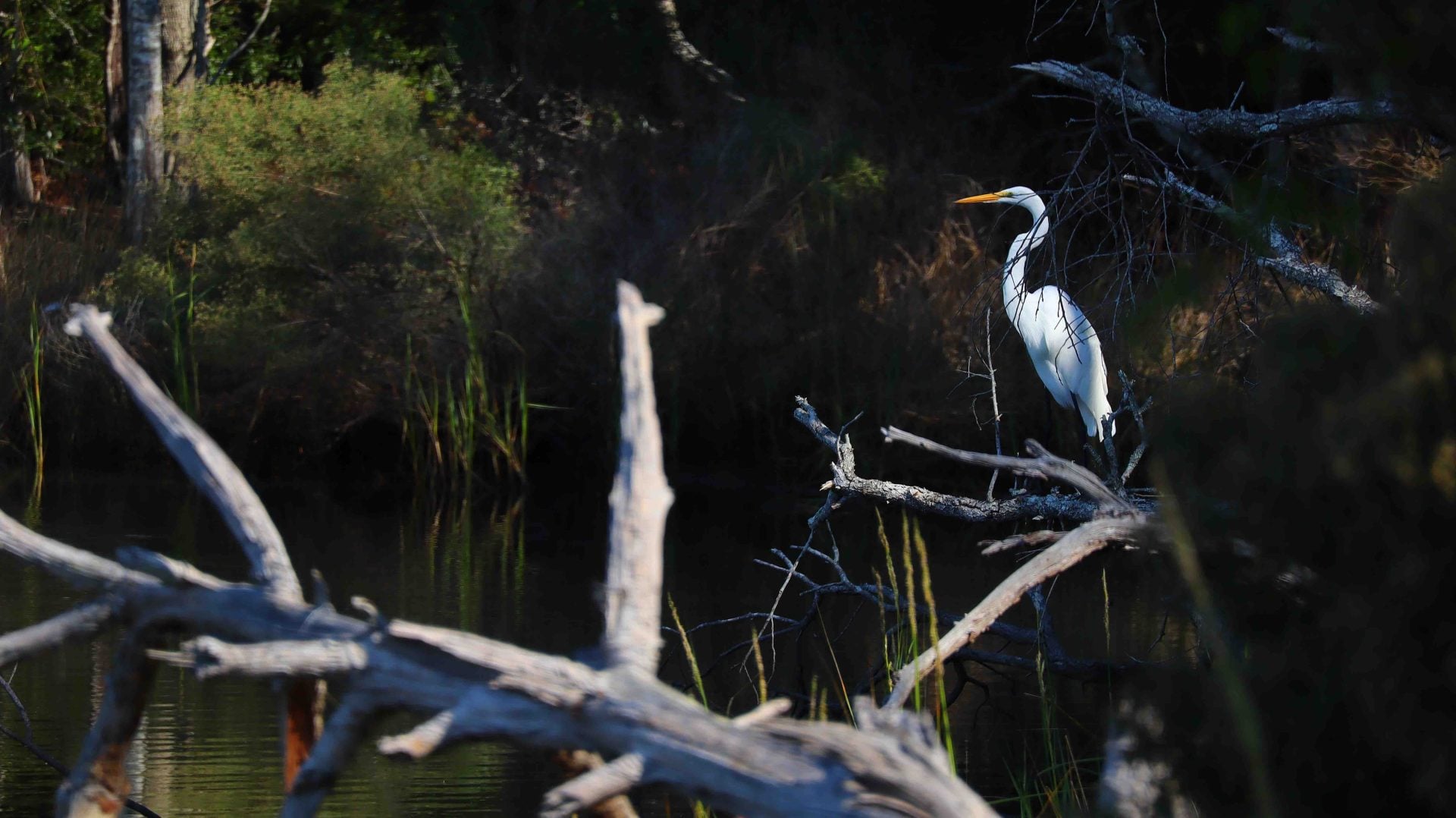 egret with canon 55-210 lens
