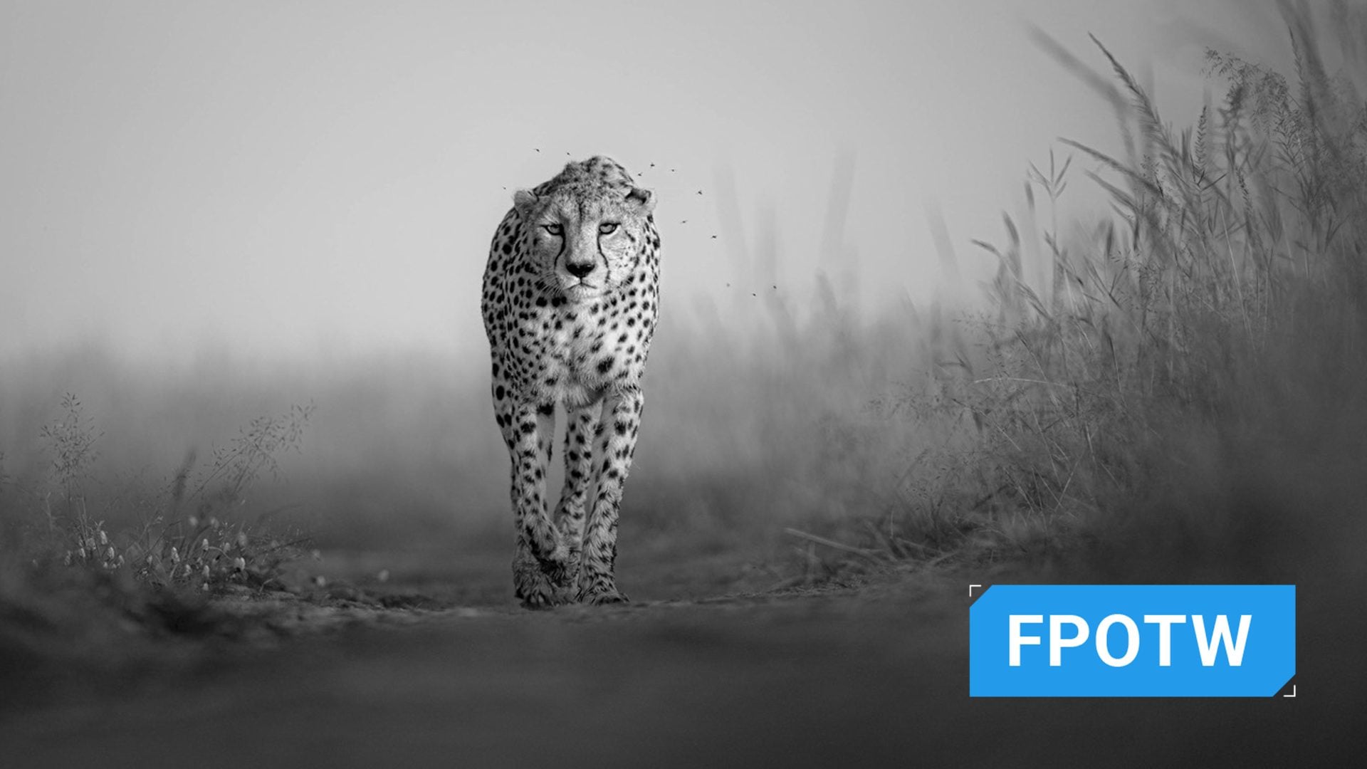 I photograph wildlife for a living and these are my tips for taking award-winning images David Lloyd cheetah