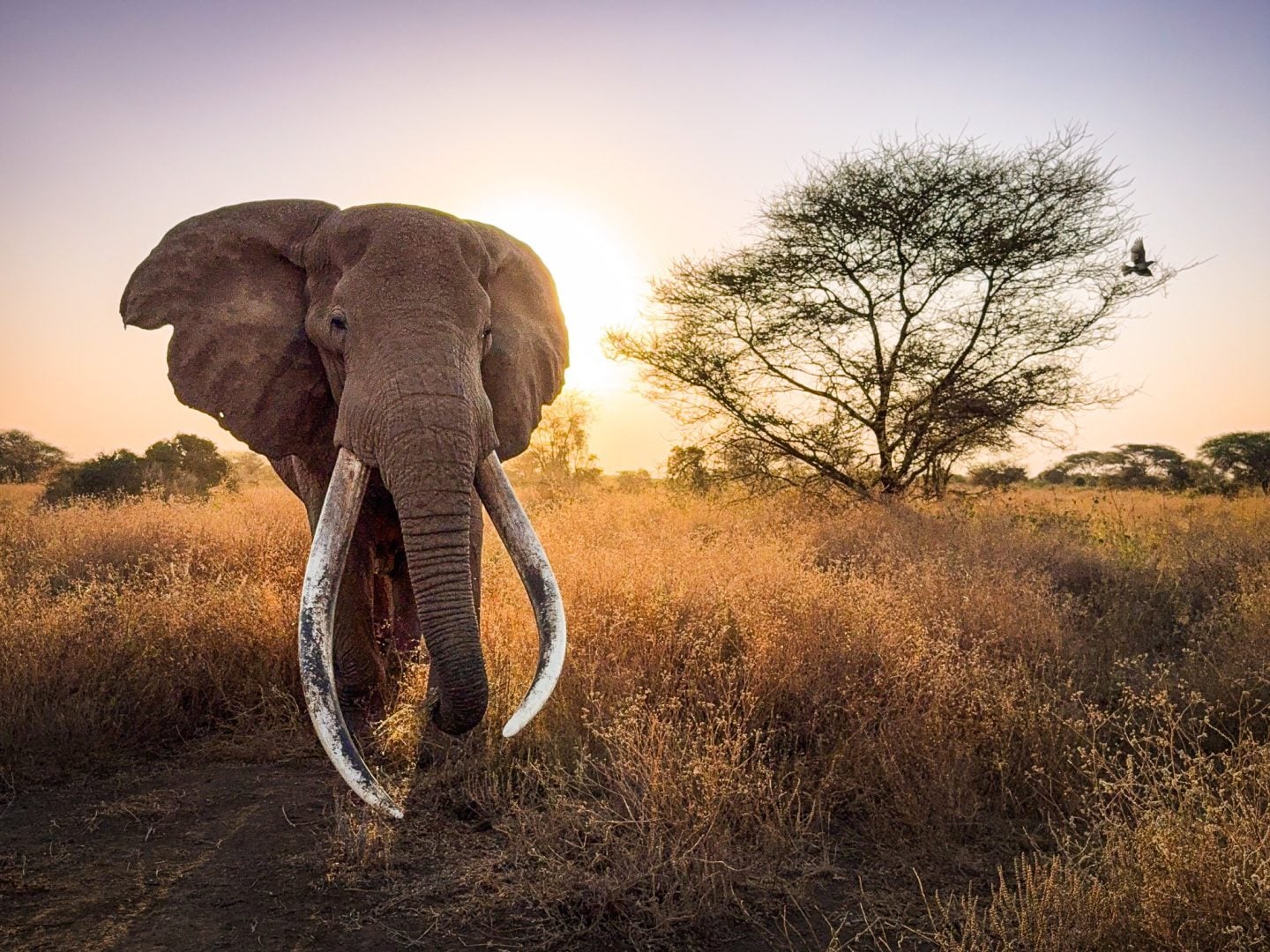 iPhone 16 Pro Camera Review: Kenya