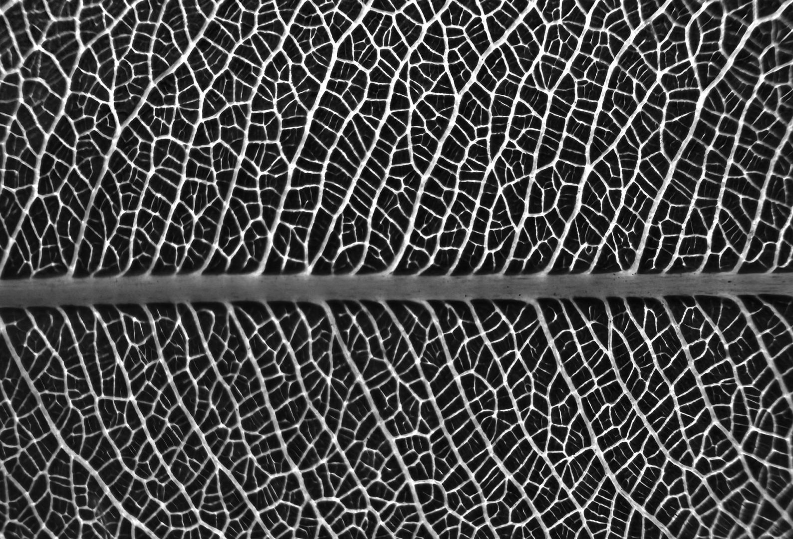 iPhone 16 Pro Camera Review: Kenya