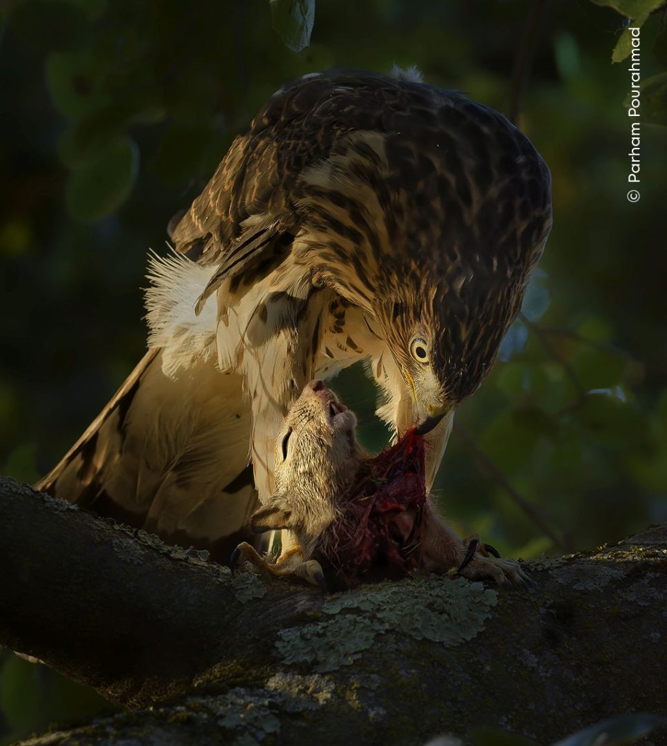 wildlife photographer of the year 2024