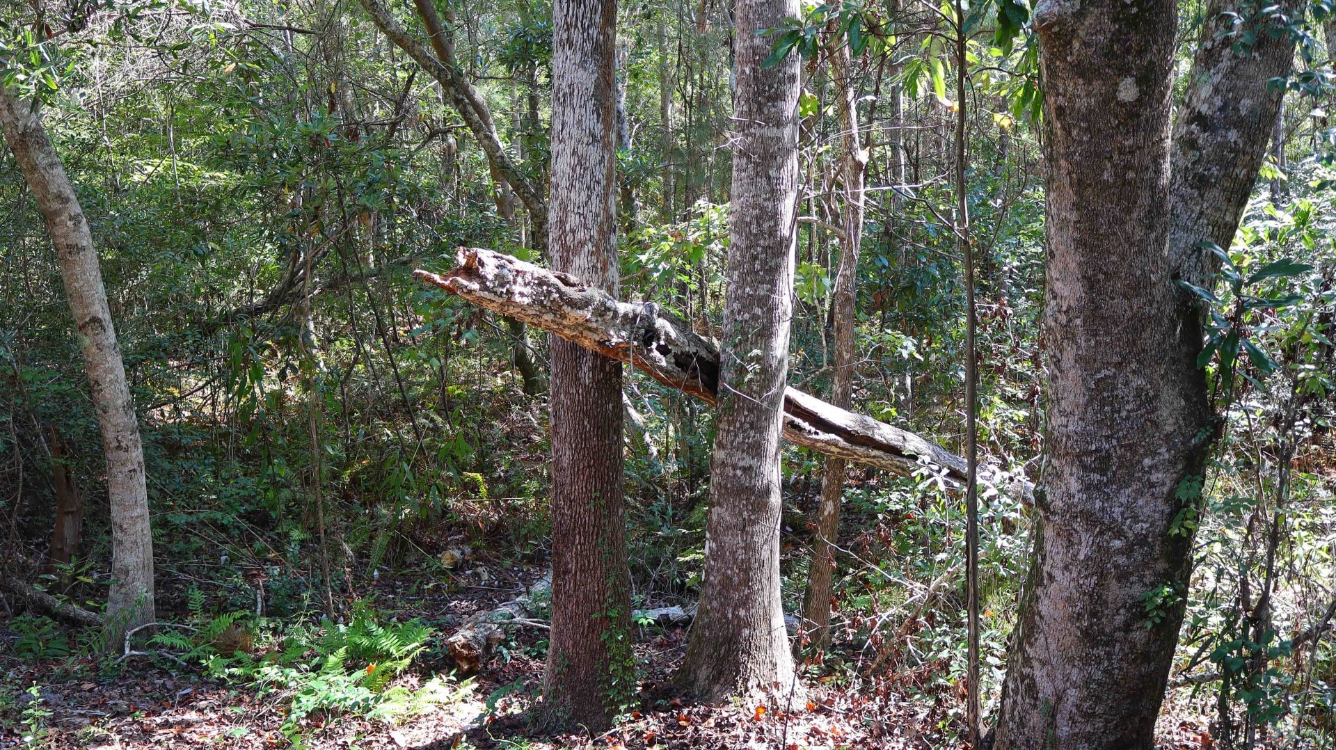 fallen tree with canon 18-45 lens