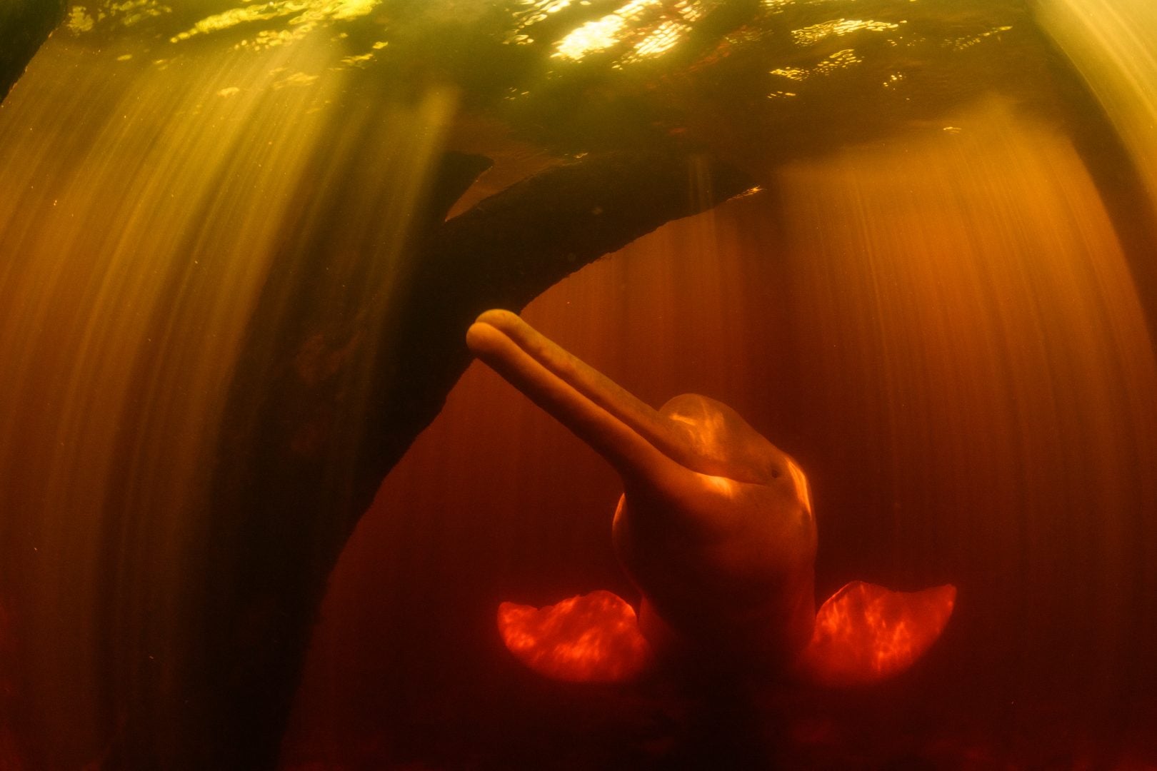 Thomas Peschak NatGeo