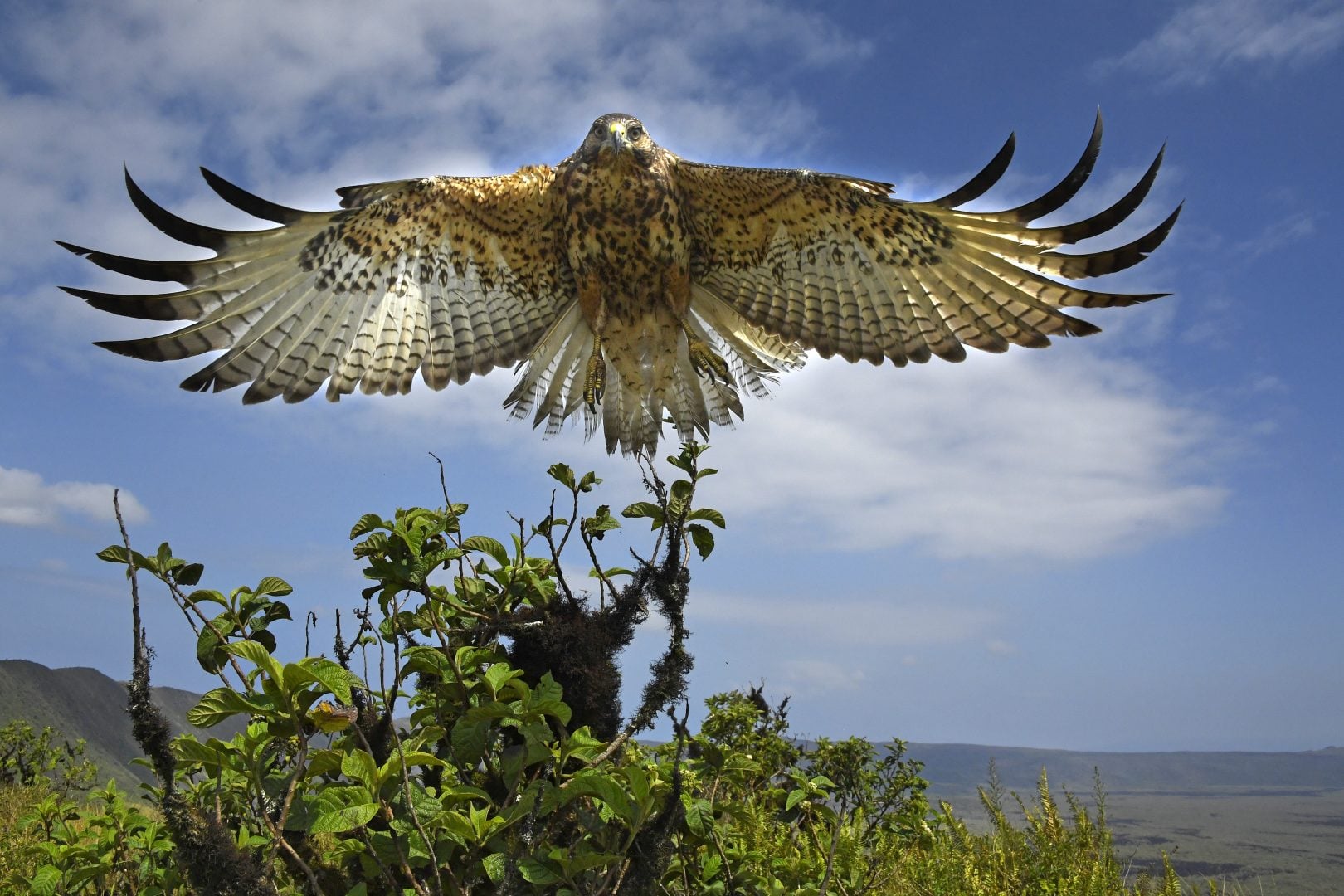 Thomas Peschak NatGeo